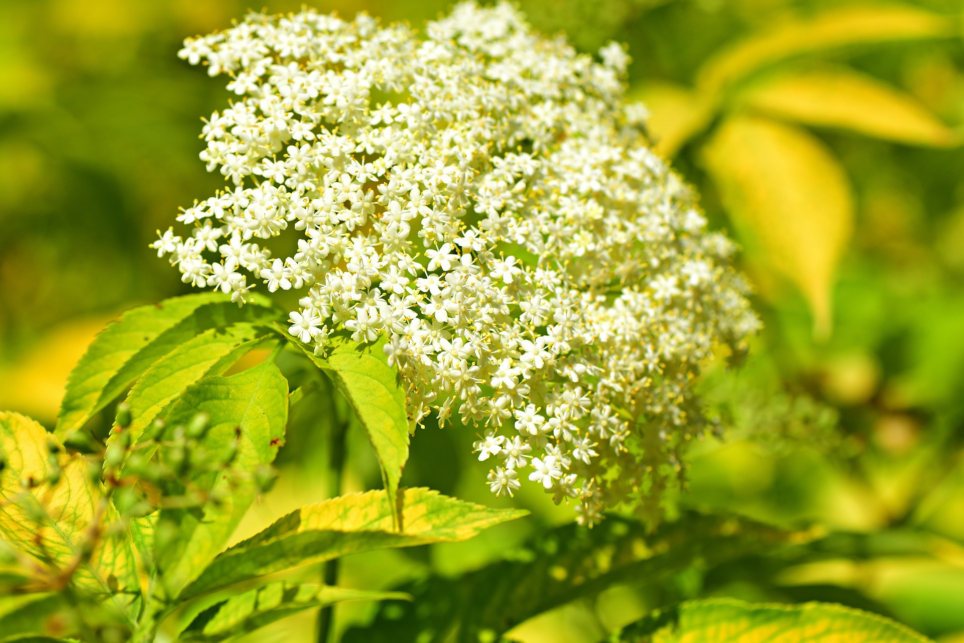 elderberry-g6c7bf7ae7_1920